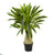 Silk Plants Direct Dracaena Artificial Plant - Pack of 1