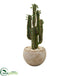 Silk Plants Direct Cactus Artificial Plant - Pack of 1