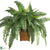 Silk Plants Direct Boston Fern - Green - Pack of 1