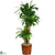 Silk Plants Direct Dracena - Green - Pack of 1