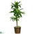 Silk Plants Direct Dracaena - Green - Pack of 1