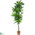 Silk Plants Direct Dracaena - Pack of 1