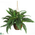 Silk Plants Direct Boston Fern Silk Hanging Basket - Green - Pack of 1