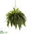 Silk Plants Direct Double Giant Boston Fern Hanging Basket - Pack of 1