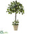 Silk Plants Direct Stephanotis Topiary - Pack of 1