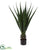 Silk Plants Direct Agave Artificial Plant - Pack of 1