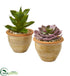 Silk Plants Direct Succulent Artificial Plant - Pack of 1