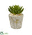 Silk Plants Direct Succulent Artificial Plant - Pack of 1