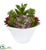 Silk Plants Direct Succulent Garden Artificial Plant - Pack of 1