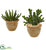 Silk Plants Direct Cactus Succulent Artificial Plant - Pack of 1