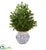 Silk Plants Direct Boxwood Artificial Plant - Pack of 1