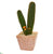 Silk Plants Direct Cactus Succulent Artificial Plant - Pack of 1