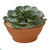 Silk Plants Direct Giant Echeveria Succulent Artificial Plant - Pack of 1