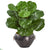 Silk Plants Direct Fiddle Leaf Artificial Plant - Pack of 1