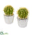 Silk Plants Direct Cactus Artificial Plant - Pack of 1