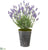 Silk Plants Direct Lavender Artificial Plant - Pack of 1