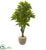 Silk Plants Direct Plumeria Artificial Tree - Pack of 1