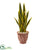 Silk Plants Direct Sansevieria Artificial Plant - Pack of 1