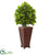 Silk Plants Direct Ficus Artificial Tree - Pack of 1