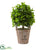 Silk Plants Direct Ficus Artificial Tree - Pack of 1