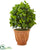 Silk Plants Direct Ficus Artificial Tree - Pack of 1