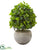 Silk Plants Direct Ficus Artificial Tree - Pack of 1