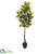 Silk Plants Direct Rubber Leaf Artificial Tree - Pack of 1