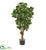 Silk Plants Direct Panda Ficus Artificial Tree - Pack of 1