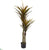 Silk Plants Direct Yucca Artificial Tree - Pack of 1