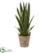 Silk Plants Direct Sansevieria Artificial Plant - Pack of 1