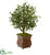 Silk Plants Direct Olive Artificial Tree - Pack of 1