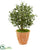 Silk Plants Direct Olive Artificial Tree - Pack of 1