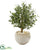 Silk Plants Direct Olive Artificial Tree - Pack of 1