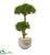 Silk Plants Direct Bonsai Styled Podocarpus Artificial Tree - Pack of 1