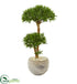 Silk Plants Direct Bonsai Styled Podocarpus Artificial Tree - Pack of 1