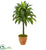 Silk Plants Direct Dracaena Artificial Plant - Pack of 1