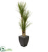 Silk Plants Direct Yucca Artificial Tree - Pack of 1