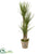 Silk Plants Direct Yucca Artificial Tree - Pack of 1