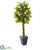 Silk Plants Direct Rose Artificial Tree - Pack of 1