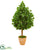 Silk Plants Direct Evergreen Artificial Tree - Pack of 1