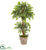 Silk Plants Direct Variegated Ficus Artificial Tree - Pack of 1