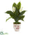 Silk Plants Direct Spathifyllum Artificial Plant - Pack of 1