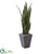 Silk Plants Direct Sansevieria Artificial Plant - Pack of 1