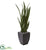 Silk Plants Direct Sansevieria Artificial Plant - Pack of 1