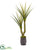 Silk Plants Direct Yucca Artificial Plant - Pack of 1