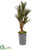 Silk Plants Direct Yucca Artificial Tree - Pack of 1