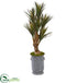 Silk Plants Direct Yucca Artificial Tree - Pack of 1