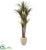 Silk Plants Direct Giant Yucca Artificial Tree - Pack of 1