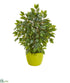 Silk Plants Direct Mini Ficus Artificial Tree - Pack of 1