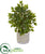 Silk Plants Direct Mini Ficus Artificial Tree - Pack of 1